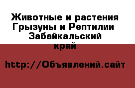 Животные и растения Грызуны и Рептилии. Забайкальский край